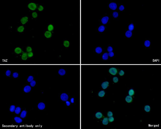 WWTR1 Antibody in Immunocytochemistry (ICC/IF)