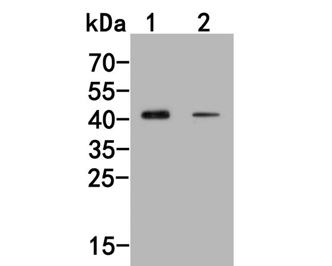 WWTR1 Antibody in Western Blot (WB)