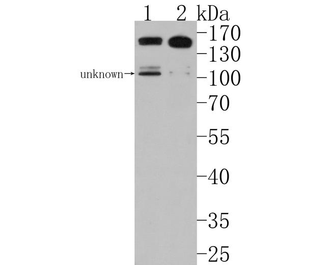 PLCB1 Antibody in Western Blot (WB)