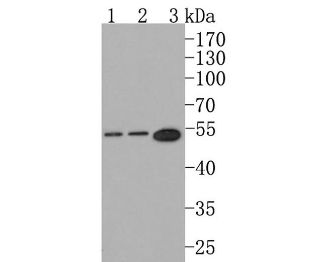 SOCS4 Antibody in Western Blot (WB)