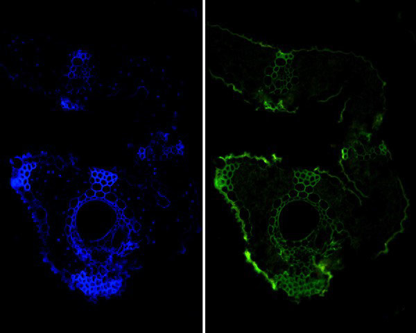 ARIH2 Antibody in Immunohistochemistry (Paraffin) (IHC (P))