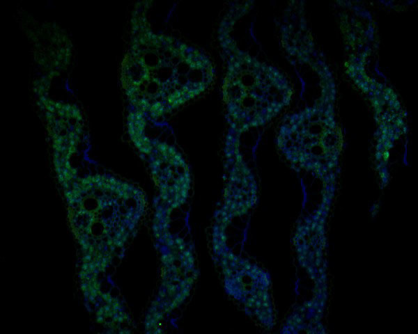 JAZ11 Antibody in Immunohistochemistry (Paraffin) (IHC (P))