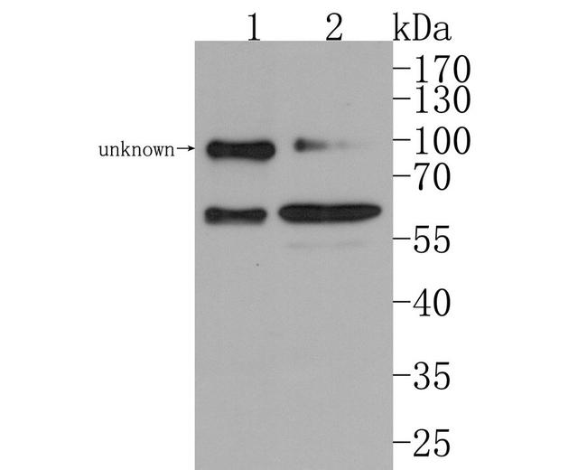 WASP Antibody in Western Blot (WB)