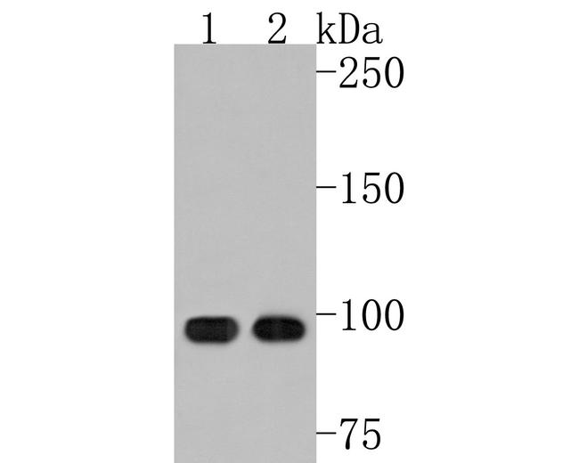 DACT1 Antibody in Western Blot (WB)