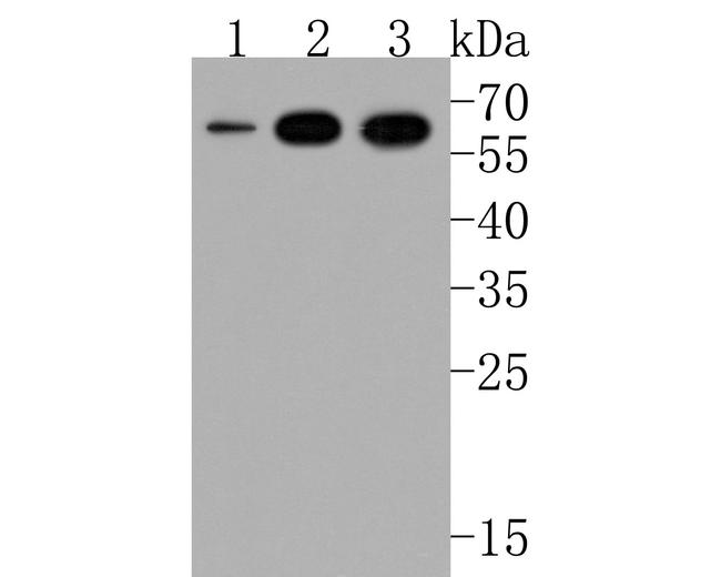 CNTFR Antibody in Western Blot (WB)