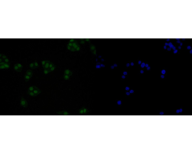 HMGB2 Antibody in Immunocytochemistry (ICC/IF)