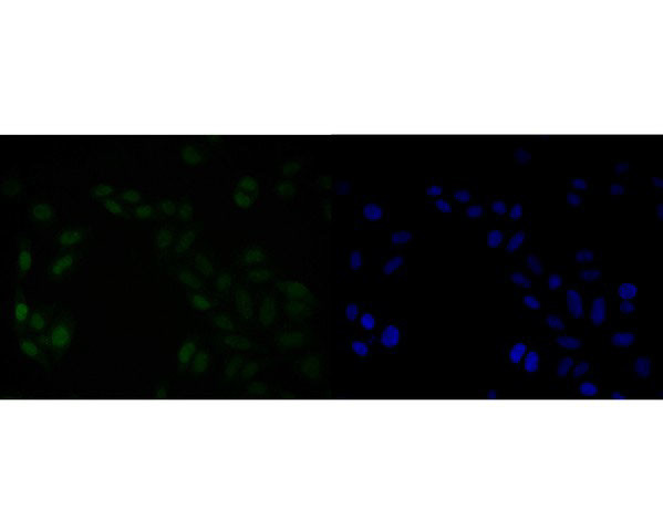 HMGB2 Antibody in Immunocytochemistry (ICC/IF)