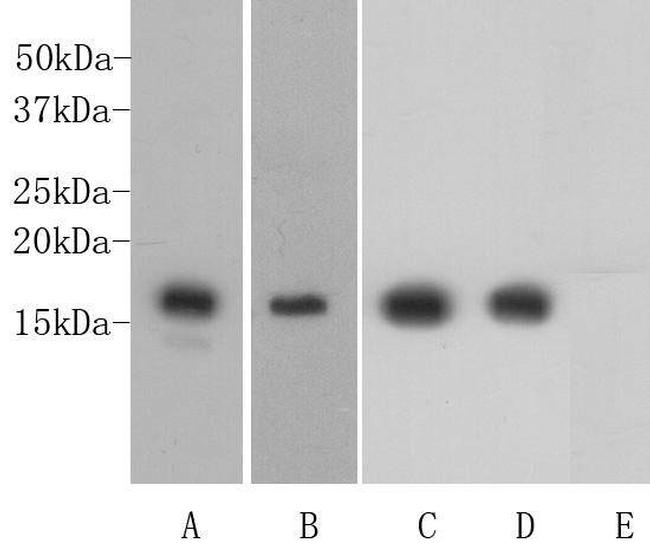 H3K4me1 Antibody in Western Blot (WB)