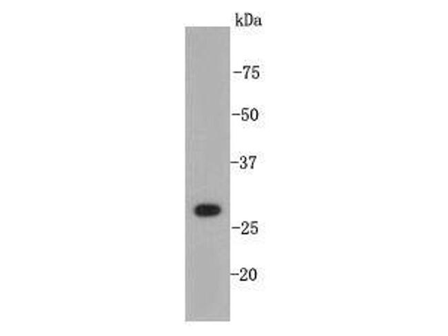 XBP1 Antibody in Western Blot (WB)