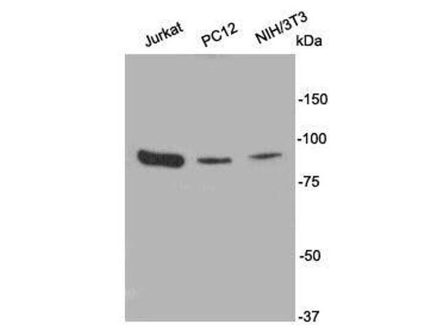 PI3K p85 alpha Antibody in Western Blot (WB)