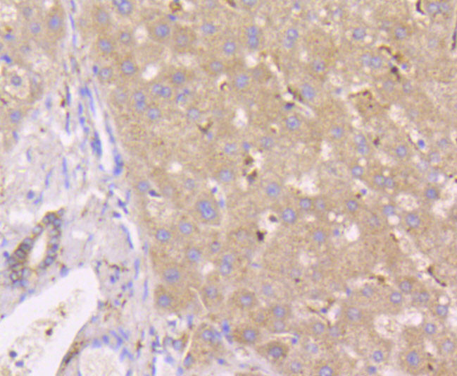 GPX1 Antibody in Immunohistochemistry (Paraffin) (IHC (P))