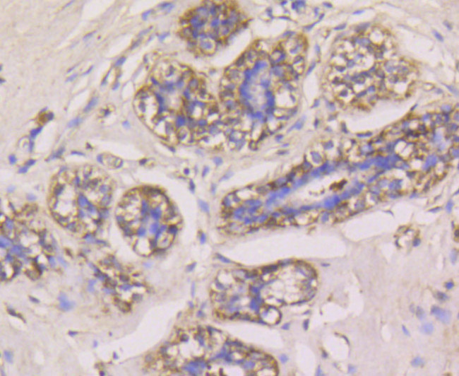 GPX1 Antibody in Immunohistochemistry (Paraffin) (IHC (P))