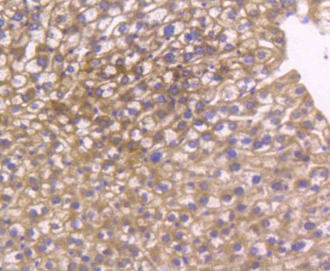 GPX1 Antibody in Immunohistochemistry (Paraffin) (IHC (P))