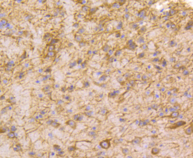 GPX1 Antibody in Immunohistochemistry (Paraffin) (IHC (P))