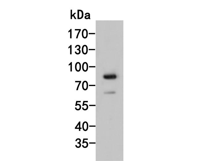 ASH2L Antibody in Western Blot (WB)