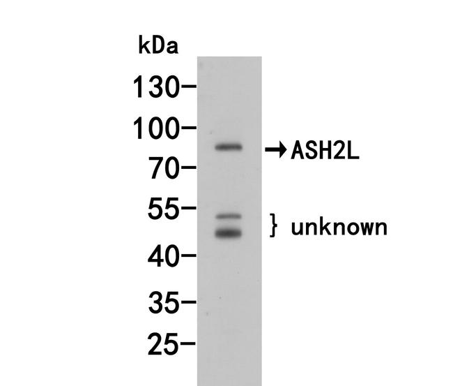 ASH2L Antibody in Western Blot (WB)