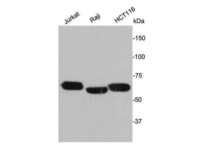 Lamin B2 Antibody in Western Blot (WB)