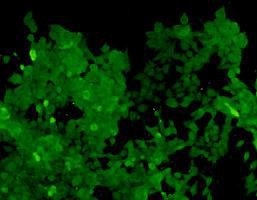 Cas9 Antibody in Immunocytochemistry (ICC/IF)