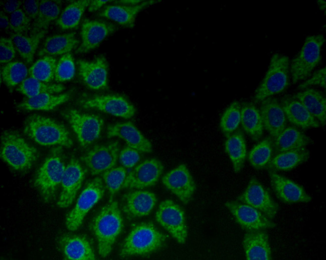 HSPA9 Antibody in Immunocytochemistry (ICC/IF)