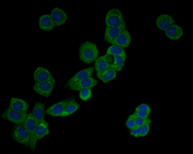 HSPA9 Antibody in Immunocytochemistry (ICC/IF)