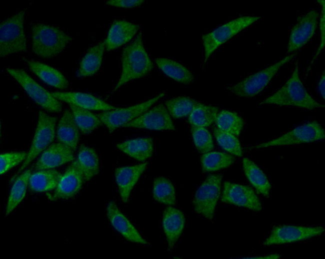 HSPA9 Antibody in Immunocytochemistry (ICC/IF)