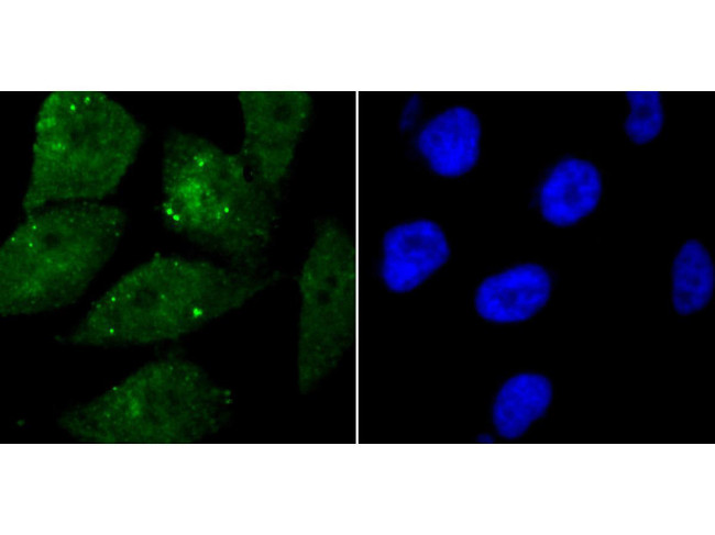 WDR5 Antibody in Immunocytochemistry (ICC/IF)