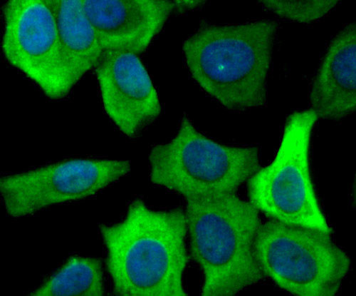 FASN Antibody in Immunocytochemistry (ICC/IF)