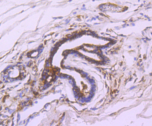 FASN Antibody in Immunohistochemistry (Paraffin) (IHC (P))