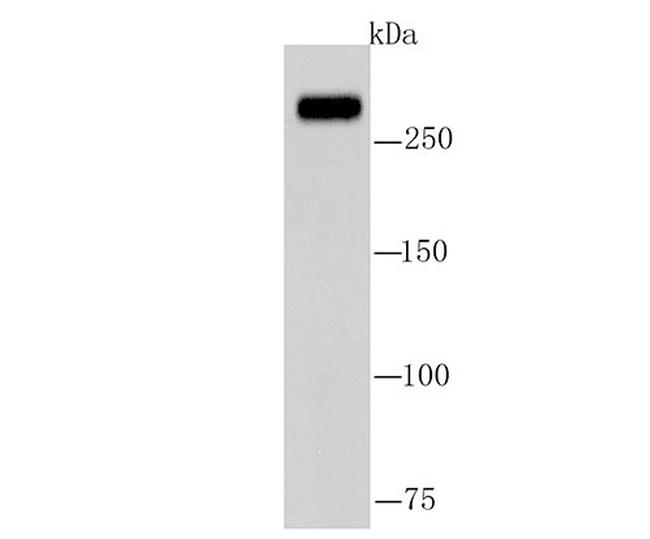 FASN Antibody in Western Blot (WB)