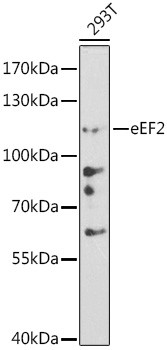 EEF2 Antibody in Western Blot (WB)