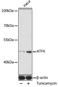 ATF4 Antibody in Western Blot (WB)