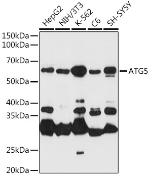 ATG5 Antibody in Western Blot (WB)