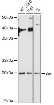 BAX Antibody in Western Blot (WB)