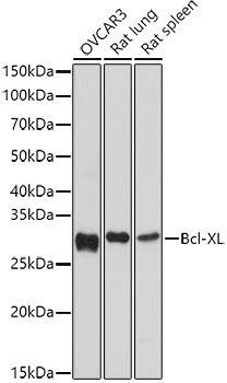 BCL-XL Antibody in Western Blot (WB)