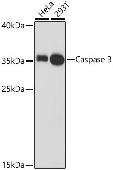 Caspase 3 Antibody in Western Blot (WB)