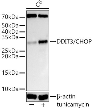 CHOP Antibody in Western Blot (WB)