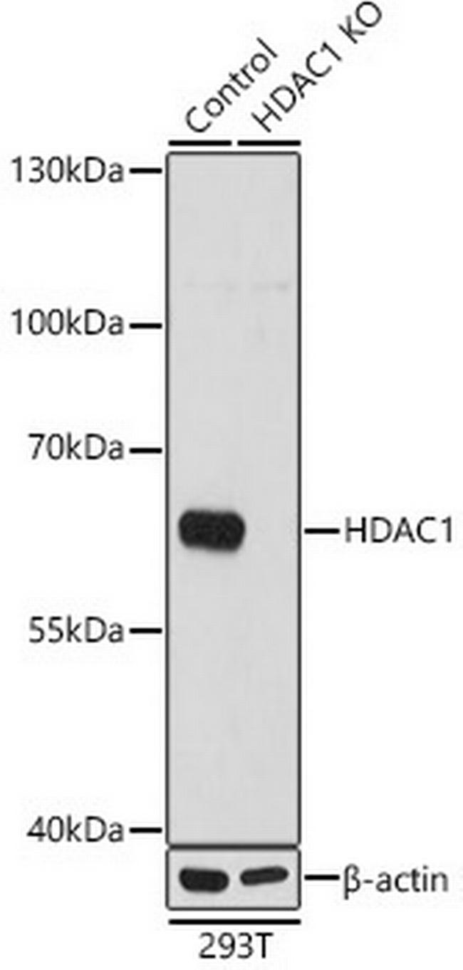 HDAC1 Antibody