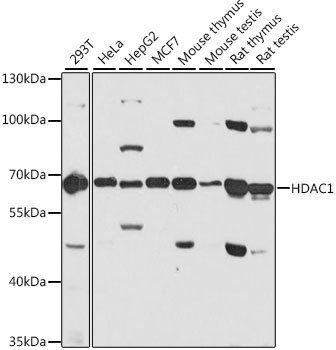 HDAC1 Antibody in Western Blot (WB)