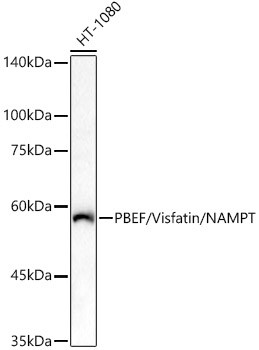 NAMPT Antibody in Western Blot (WB)