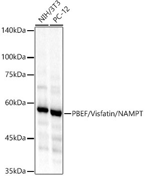 NAMPT Antibody in Western Blot (WB)