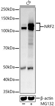 Nrf2 Antibody in Western Blot (WB)