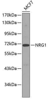 NRG1 Antibody in Western Blot (WB)