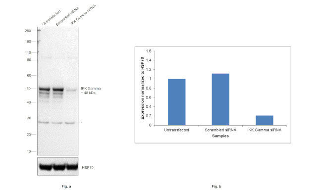 IKK gamma Antibody