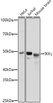 IKK gamma Antibody in Western Blot (WB)