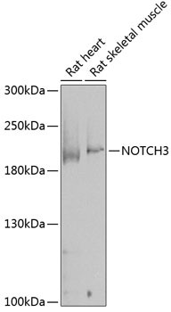 NOTCH3 Antibody in Western Blot (WB)