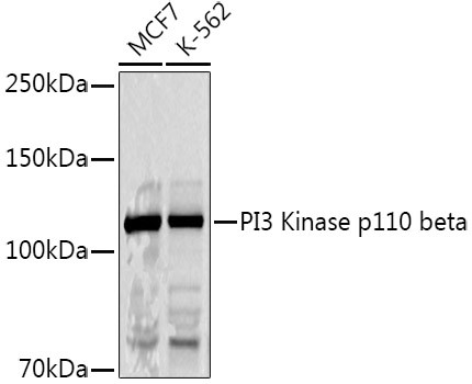 PIK3CB Antibody in Western Blot (WB)