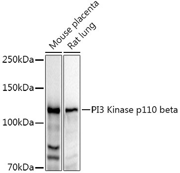 PIK3CB Antibody in Western Blot (WB)