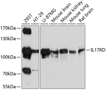 IL17RD Antibody in Western Blot (WB)