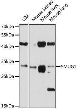 SMUG1 Antibody in Western Blot (WB)