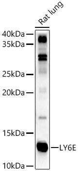 Ly-6E Antibody in Western Blot (WB)